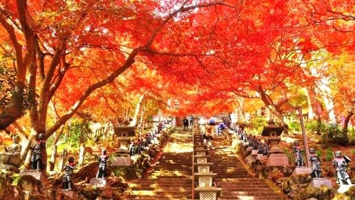 <Web割対象商品>【キングツアーバス旅】錦秋の古社寺めぐり 大山詣りと大雄山最乗寺 ランチバイキング〔聖蹟桜ヶ丘・多摩センター発〕1